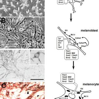 Differentiation To Melanoblasts And Melanocytes A Control Nc M Cells