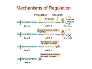 enzyme regulation | PPT