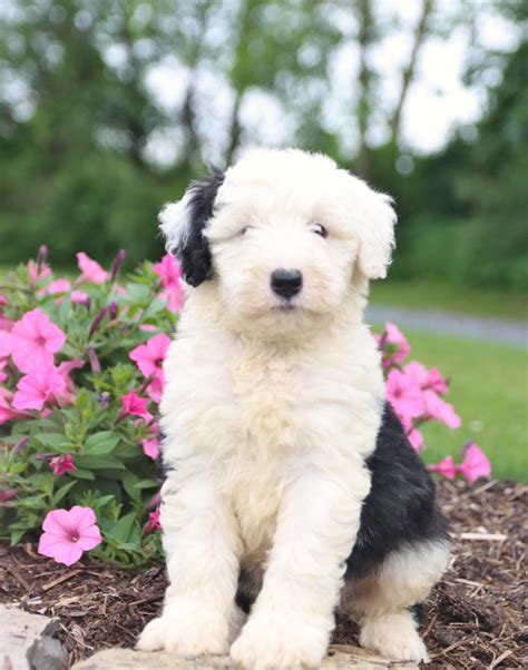 Sheepadoodle Mix Puppies for Sale | Lancaster Puppies