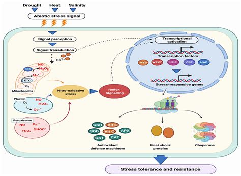 Biological Parts For Engineering Abiotic Stress Tolerance Off