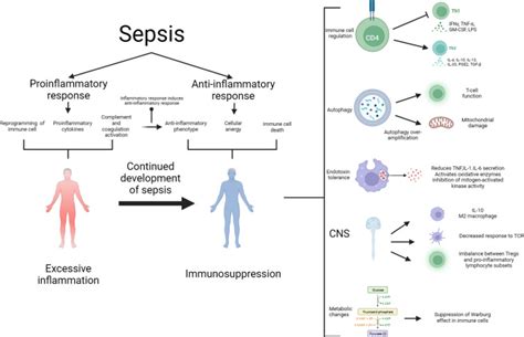 advances   study  immunosuppressive mechanisms  sepsis pmc
