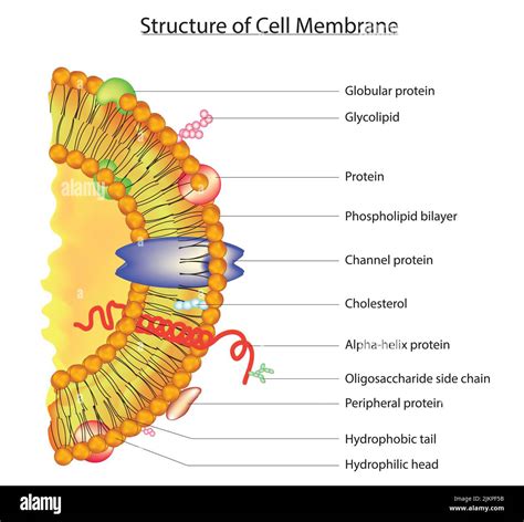 Glycolipids In Cell Membrane