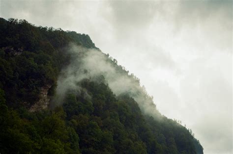 Green Forest Trees · Free Stock Photo