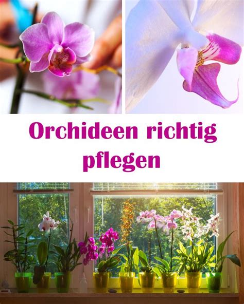 Dossier Orchideen Richtig Pflegen Artofit