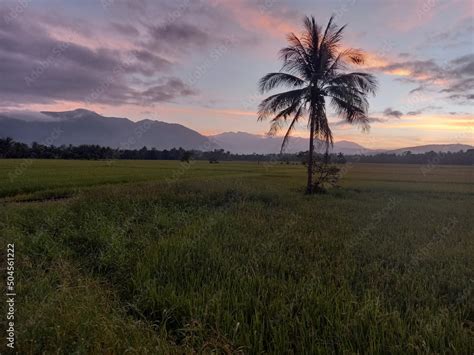 lone palm tree  expansive field  dusk aurora philippines stock