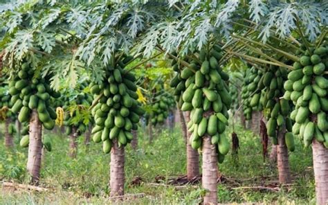 AsiaFarming Papaya Cultivation Information