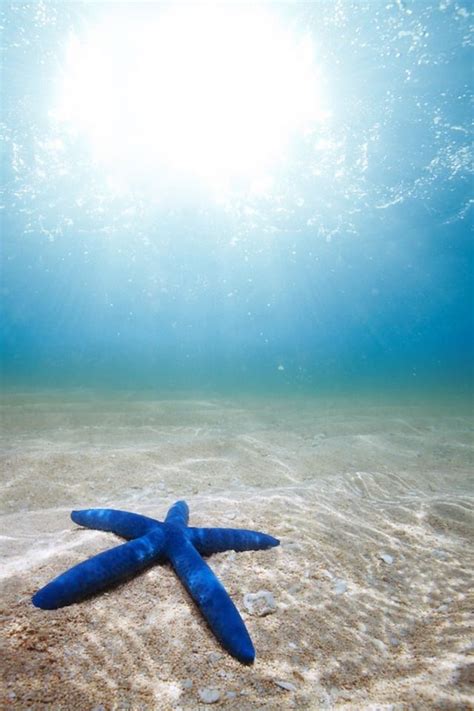 Starfish Underwater Wallpaper