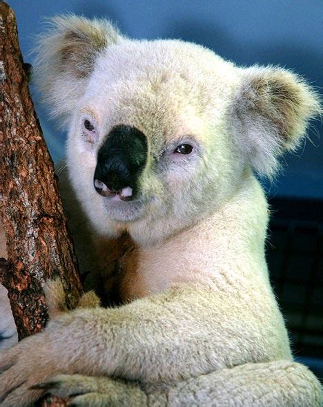 Meet Paleface The Rare White Koala Bear Marsupial