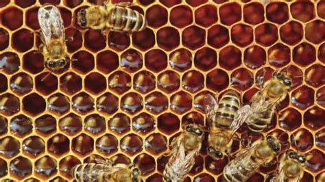 Bees Work On Honeycomb Stock Photo By Smaglov