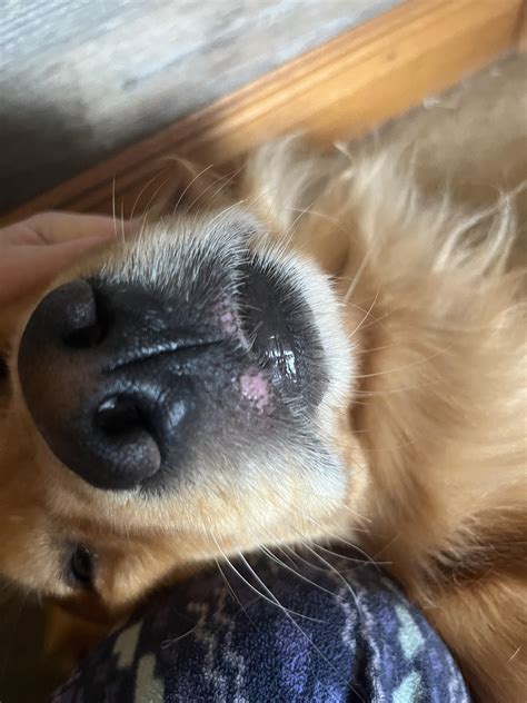 Sore randomly appeared on my dog’s lip. Thoughts? : r/DogAdvice