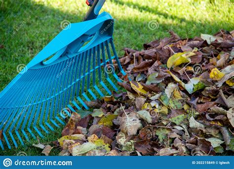 Leaf Fall And Removal In Autumn Rake Leaves On A Meadow With Rakes In