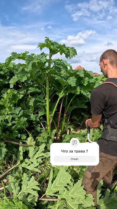 Что за ароматная трава такая ? - YouTube