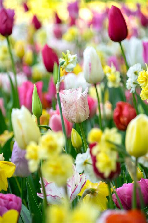 Frühlingsbeet mit bunten Tulpen Tulipa Bild kaufen 13704765