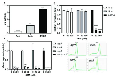 The 36M derivative reduced MRSA biofilm formation. (A) Biofilm-forming ...