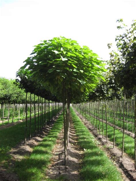 Kugel Trompetenbaum Nana Catalpa Bignonioides Nana 14 16 Cm