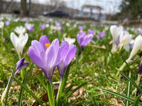 The Meadville Tribune