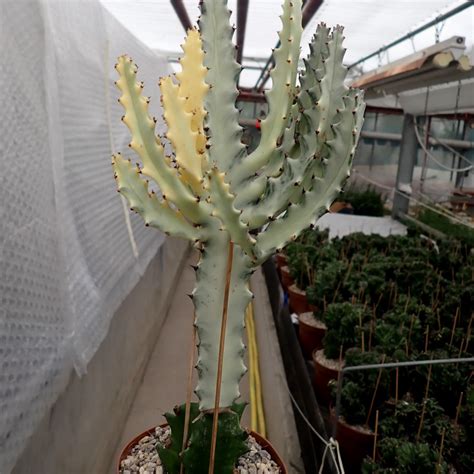 Euphorbia Lactea Cv White Ghost Gepfr Uhlig Kakteen Ber