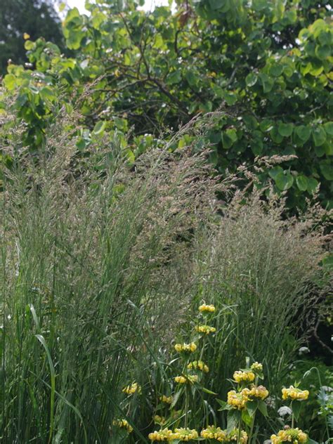 Calamagrostis Karl Foerster The Beth Chatto Gardens