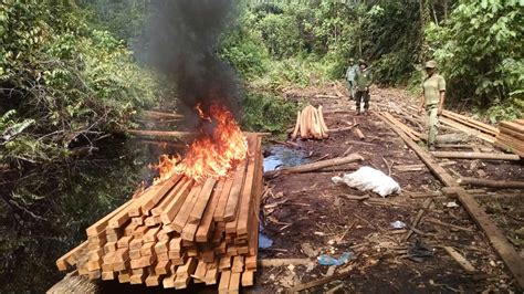 Bbksda Riau Temukan Pondok Dan Kayu Illegal Logging Ditjen