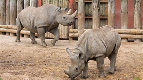 Tras la muerte de Sudán el último rinoceronte blanco del norte macho