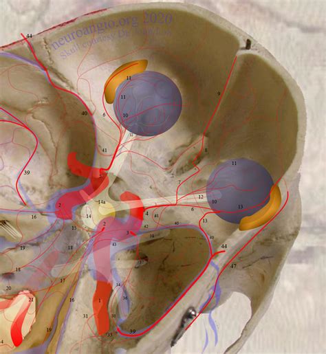 Central Retinal Artery Occlusion Anatomy