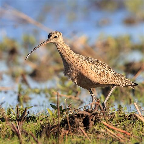 Long-billed Curlew – California Ricelands Waterbird Foundation