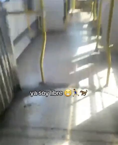 Un chica se quedó dormida en la Ecovía y ahora es viral