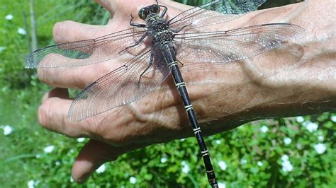 현존하는 가장 큰 잠자리 Giant Petaltail 약혐주의 사진 영상 포함 미스터리 공포 에펨코리아