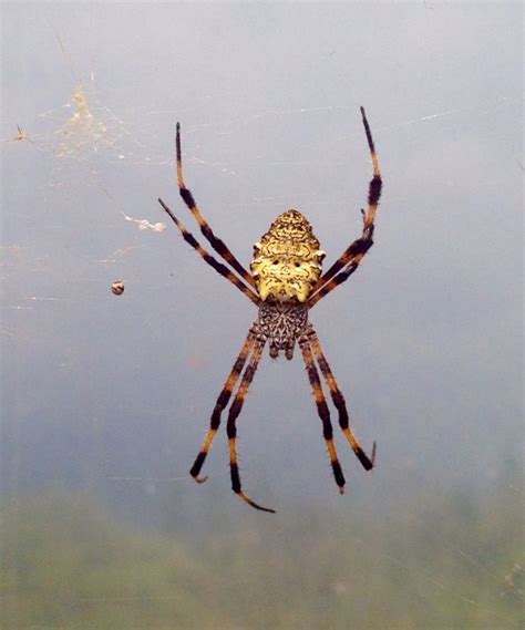 Alaskan Spider Spider Creatures Insects