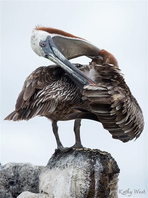 Galapagos Kathyweststudios