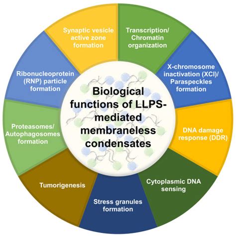 Liquid Liquid Phase Separation LLPS In Cellular Physiology And Tumor