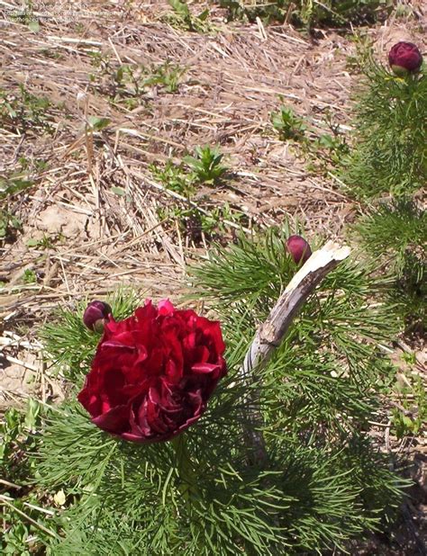 Plantfiles Pictures Fern Leaf Peony Double Fernleaf Peony Hybrid