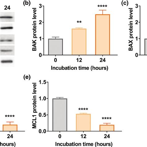 Anethole Regulated The Expression Of Apoptosis Related Proteins In A