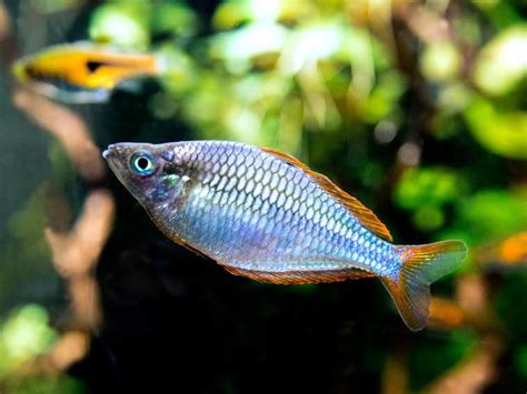 Dwarf Neon Praecox Rainbowfish Aquatic Arts Planted Aquarium