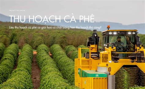 lieu thu hoach ca phe  gioi hoa  chat luong hon thu hoach thu cong