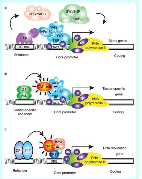 The Multi Subunit General Transcription Apparatus Identification Of