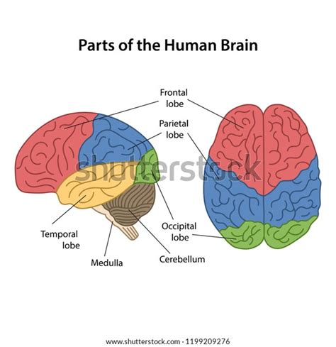 Human Brain Labeled