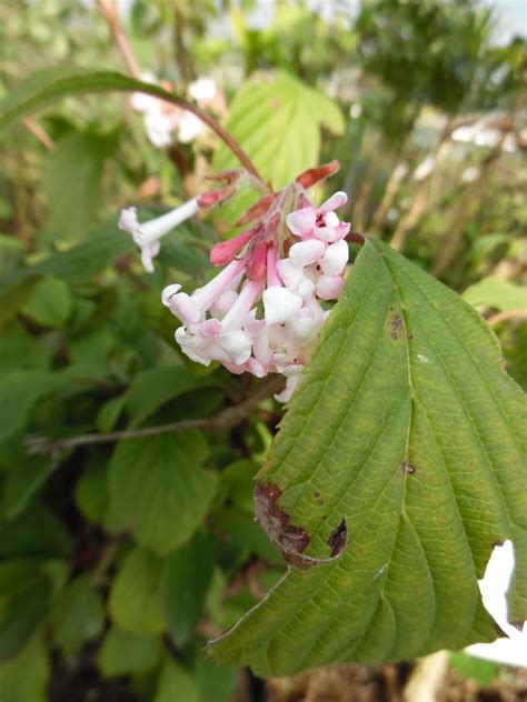 Viburnum X Bodnantense Dawn Agm