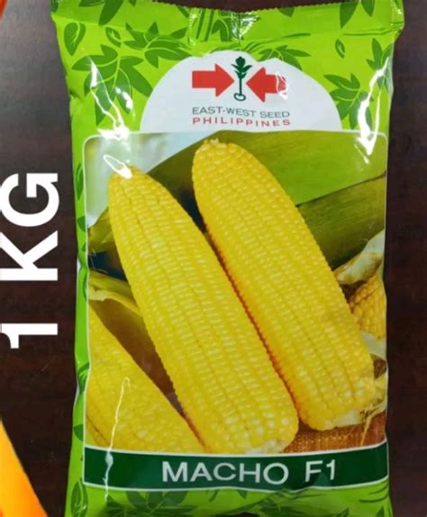 Macho F Hybrid Sweet Corn Seeds Kilo East West Seeds Lazada Ph