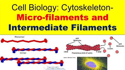 Actin Filaments In A Cell