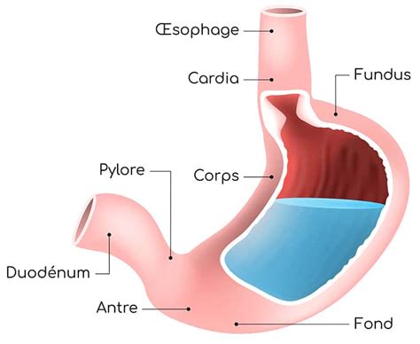 Estomac Caractéristiques Et Rôles Biologiques Nutrixeal Info