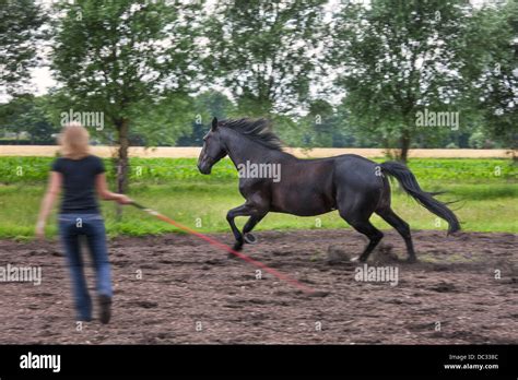 Female rider with whip training brown horse the gallop gait during dressage session Stock Photo ...