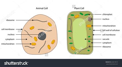 Plant Cell Diagram Drawing Easy Simple Functions And Diagram 126420 ...