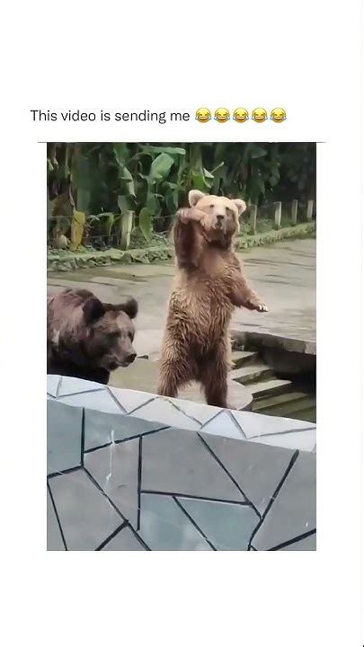 Funny Bear Youtube