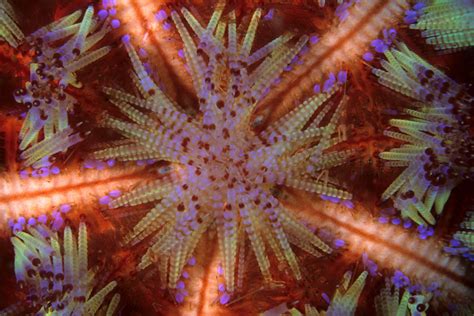 Round Echinoderms Sea Urchins And Sand Dollars