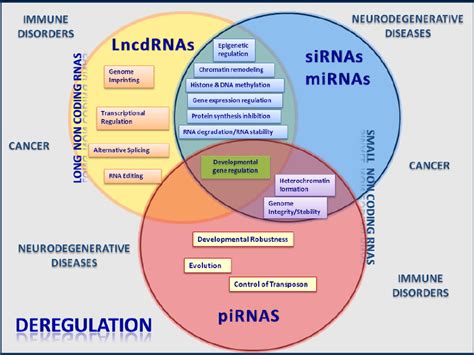 Diagram Of Functional Relationships Among Lncrnas Sirnas Mirnas And Download Scientific