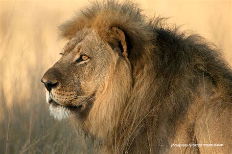 Living Alongside Carnivores | African Wildlife Foundation