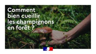 Conseils Pr Cautions Comment Bien Cueillir Les Champignons En For T