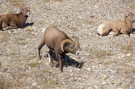 Male Longhorn Sheep Walking Around in Banff National Park Stock Photo ...