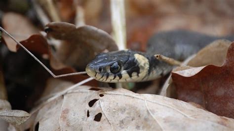 Allarme Serpenti A Roma Lemergenza Preoccupa I Cittadini